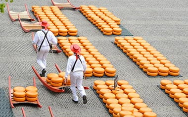 People working in the Alkmaar Cheese Market, Netherlands